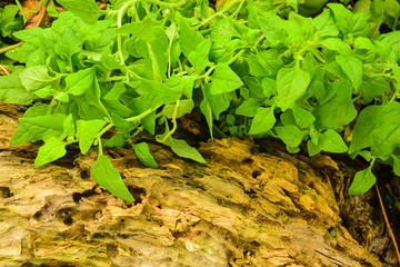 spinach garden