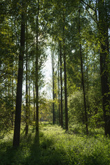 Vertical Forest landscape