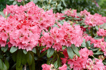 pink rhododendron blossom in springtime.