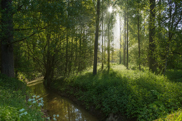 Forest in morning light