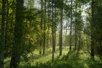 Forest morning light