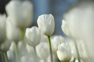 Tulip-field Netherlands White Tulips blurred