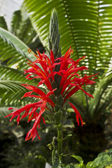 Bl&uuml;hende Pflanze