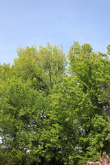 青空と新緑の木