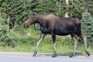 Obraz na płótnie Canvas The Shiras Moose of Colorado