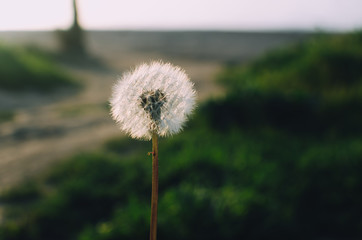 Obraz premium dandelion in the morning sun