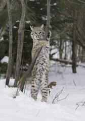 Bobcat in deep white snow