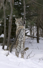 Bobcat