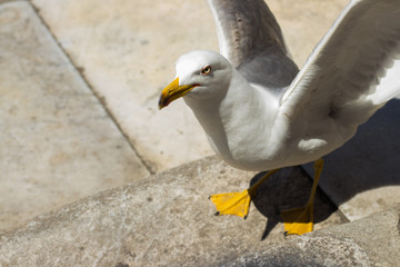 albatros na marmurowych schodach z gołębiami w tle 