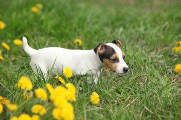Adorable jack russell terrier puppy