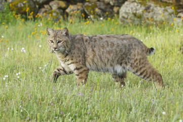Bobcat in deep green grass