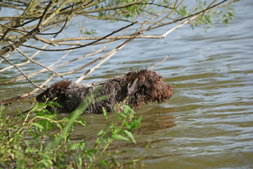 Italian Wire-haired Pointing Dog in the water