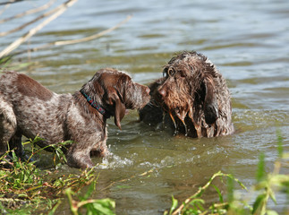 Italian Wire-haired Pointing Dog puppy with its mother