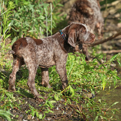 Puppy of italian wire-haired pointing dog