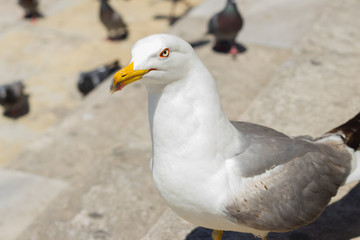 albatros na marmurowych schodach z gołębiami w tle  © Magdalena