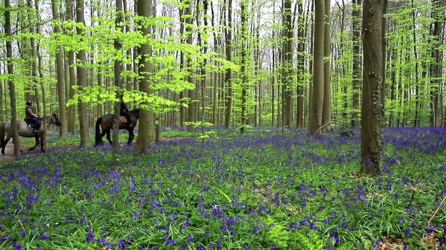 Riders in Halle Forest, a mystical forest in Belgium.