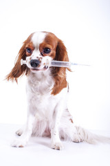 Dog vaccination