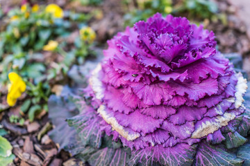 Vertical closeup of tall Purple kale plant in garden