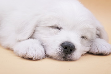 A Maltese puppy sleeping with orange background