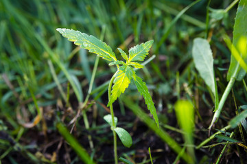 Young cannabis plant growing outdoors. Natural medicine.