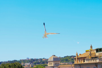 lecący albatros na tle błękitnego nieba i zabytkowych zabudowań