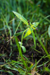 Young cannabis plant growing outdoors. Natural medicine.