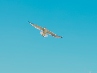 lecący albatros na tle błękitnego nieba