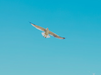 lecący albatros na tle błękitnego nieba © Magdalena