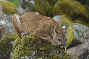 Mountain Lion