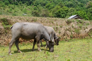 buffalo eat grass on the green field with cottage background.