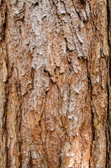 Obraz premium close up tree bark texture in nature