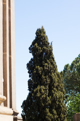 zielony cyprys z murowanymi kolumnami