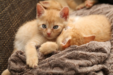 Fototapeta na wymiar Cat / Little kittens
