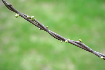 close up on new grown leaves on tree branch