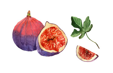 Watercolor painting on white background of fruit fig
