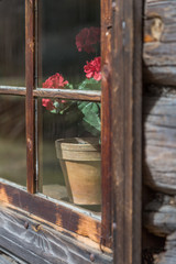 Window with flowers in old country house