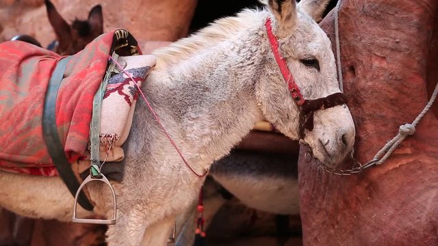 White donkey in ancient city of Petra, originally known to Nabataeans as Raqmu - historical and archaeological city in Hashemite Kingdom of Jordan