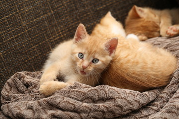 Cat / Little kittens