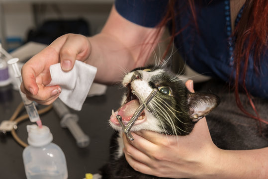 équipe vétérinaire prépare un chat pour une intervention chirurgicale.