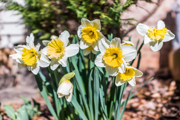 Many open white and yellow daffodil flowers