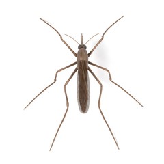 realistic 3d render of anopheles gambiae