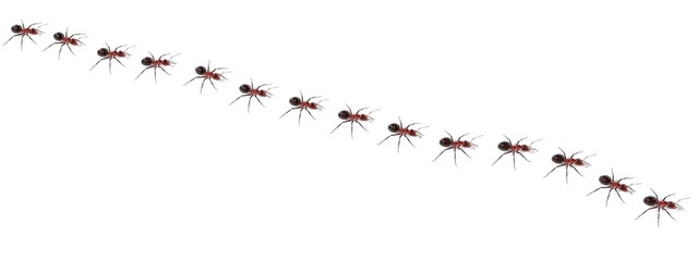 realistic 3d render of ants walking