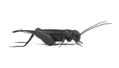 realistic 3d render of field cricket