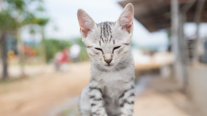 Cute Cat