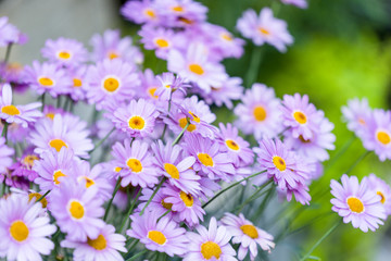 Fototapeta premium Purple Daisy.
