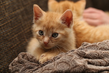 Cat / Little kittens