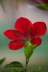 Fototapeta na wymiar Back red hibiscus flower in a tropical garden