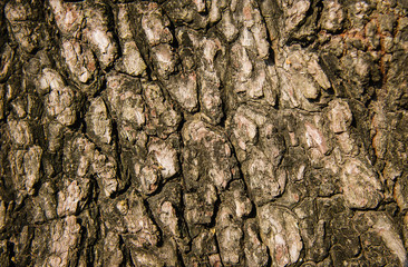 The surface of the bark is rough. Surface for background