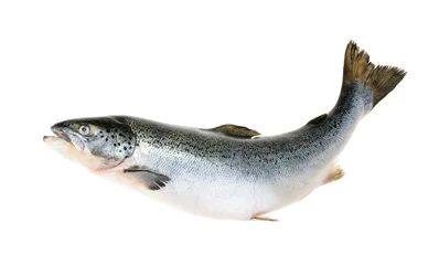 Photo sur Plexiglas Poisson Poisson saumon isolé sur blanc sans ombre
