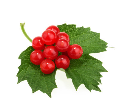 Red berries of Viburnum (arrow wood), isolated on white